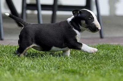 bulterier Bullterrier