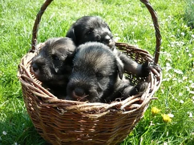 Knírač střední pepř a sůl