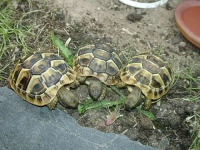 Suchozemské želvičky..