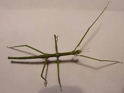 Pakobylky ( strašilky )