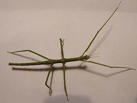 Pakobylky ( strašilky )