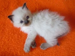 Koťata Ragdoll - špičkový odchov