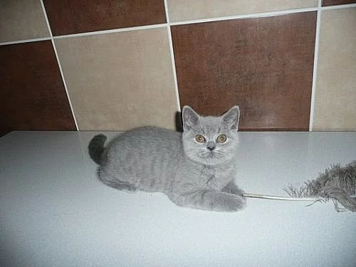 Krásný britský modrý kocourek a kočička s PP 