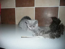 Krásný britský modrý kocourek a kočička s PP 