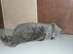 Krásný britský modrý kocourek a kočička s PP 