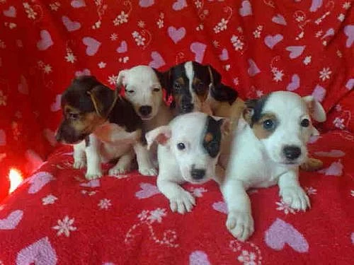 jack russel terier 3000kč