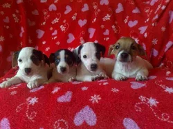 jack russel terier 3000kč