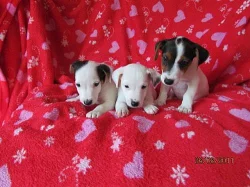 jack russel terier 3000kč