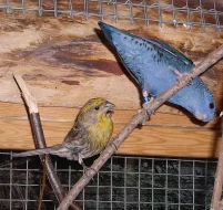 Prodám 4,0 křepelky čínské,1,1 hýl mexický