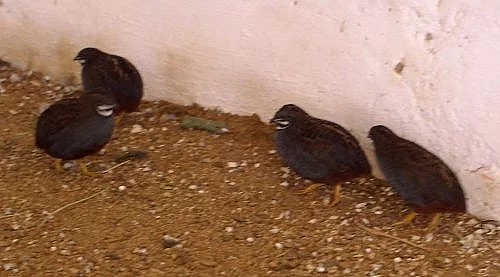 Prodám 4,0 křepelky čínské,1,1 hýl mexický