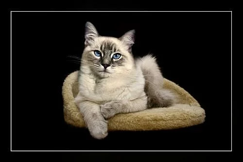 Ragdoll - koťata s PP, Ostrava