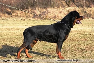 Rottweiler štěňátka