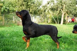 Rottweiler štěňátka