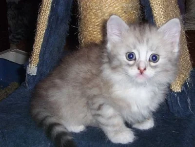 SIBIŘSKÁ KOŤÁTKA