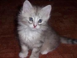 SIBIŘSKÁ KOŤÁTKA