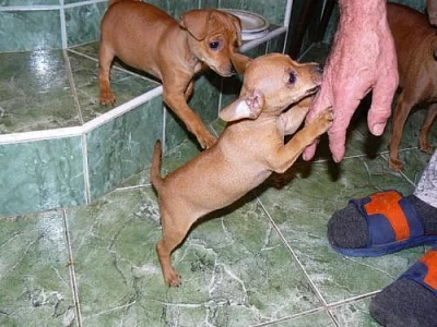 Trpasličí pinč (ratlíček) - štěňata