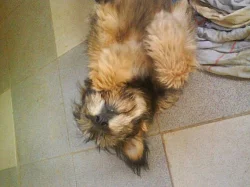 Daruji do dobrých rukou