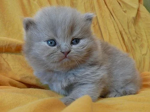 Prodáme krásné britské kocourky