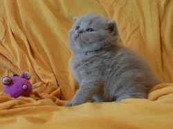 Prodáme krásné britské kocourky