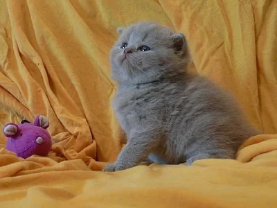 Prodáme krásné britské kocourky