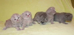 Prodáme krásné britské kocourky