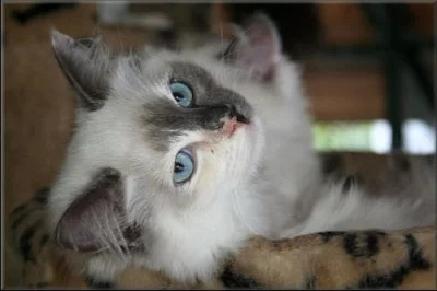 koťátka Ragdoll s PP