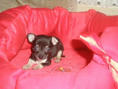 Čivava-luxusní mini fenečka krátkosrstá!