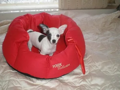 Čivava-mini fenečka stáří 4 měsíce!