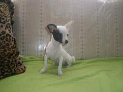 Čivava-mini fenečka stáří 4 měsíce!