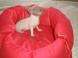 Čivava-mini pejsánek krátkosrstý!