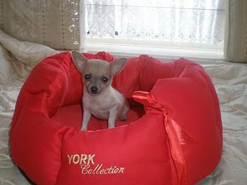 Čivava-mini pejsánek krátkosrstý!