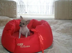 Čivava-mini pejsánek krátkosrstý!