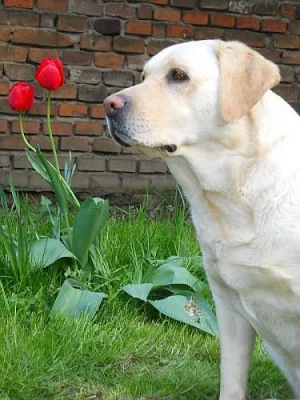 štěňátka labradora