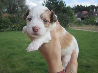 Štěňátka Havanského psíka (bišonka) s PP