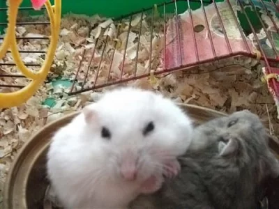 krecek  syrsky a  dzungarsky