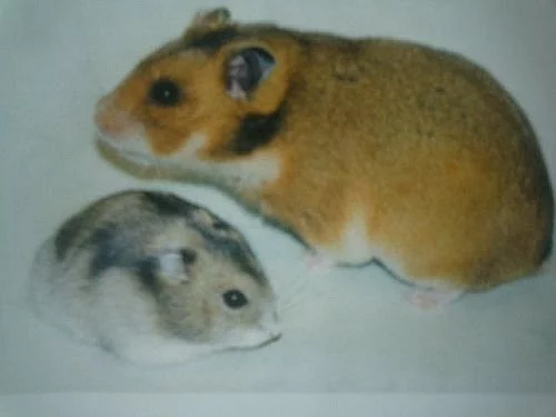 krecek syrsky a dzungarsky