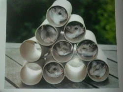 krecek syrsky a dzungarsky