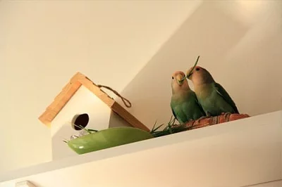 Chovny par Agapornis ruzohrdly Dutch Blue