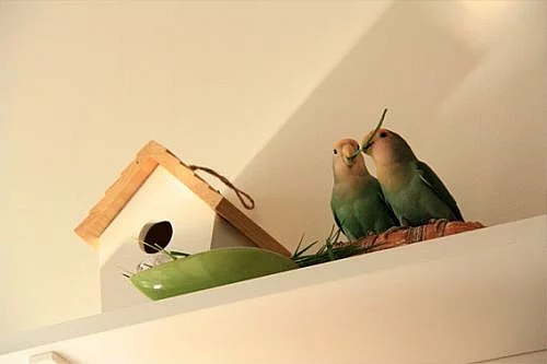 Chovny par Agapornis ruzohrdly Dutch Blue