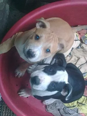 Americký pitbullteriér štěňata s PP /jen kluci/