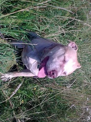 Americký pitbullteriér s PP se nabízí na krytí