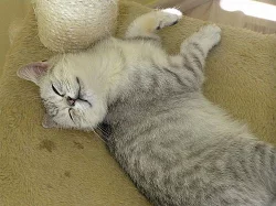 Whiskas koťátka Olomouc