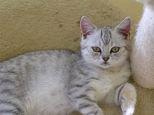 Whiskas koťátka Olomouc