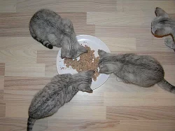 Whiskas koťátka Olomouc