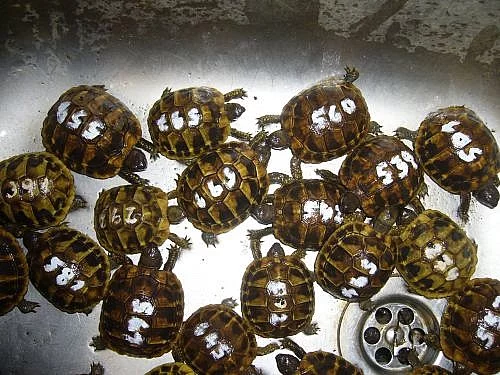 Suchozemské želvy zelenavé, vroubené, žlutohnědé
