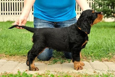 Gordonsetr (Gordon Setter) štěňata s PP