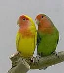 Agapornis