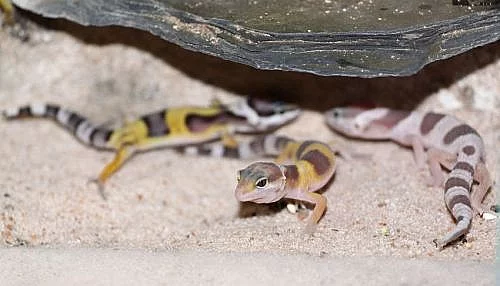 gekončík noční (Eublepharis macularius)