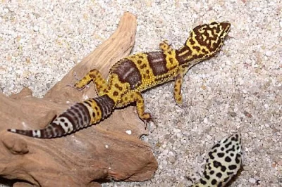 gekončík noční (Eublepharis macularius)