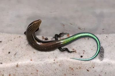 scink šestipruhý (Chalcides sexlineatus)
